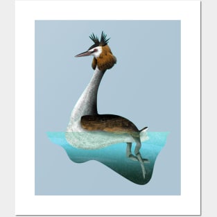 Australasian crested grebe swimming Posters and Art